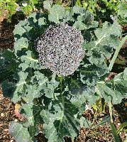 broccolli2.jpg